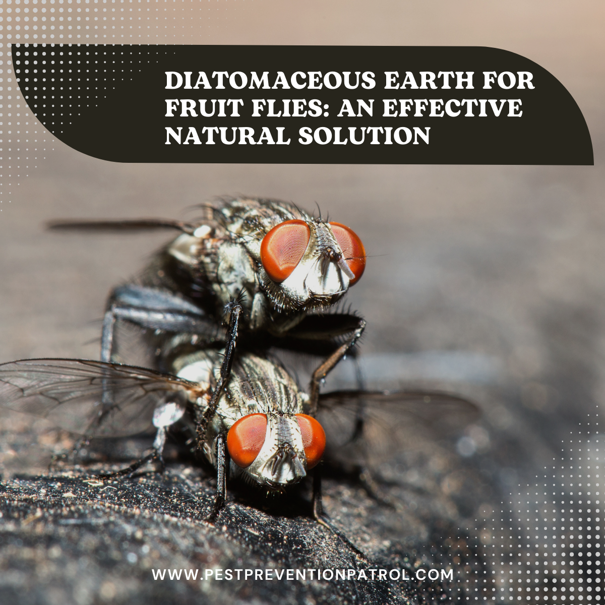 Diatomaceous Earth for Fruit Flies_ An Effective Natural Solution