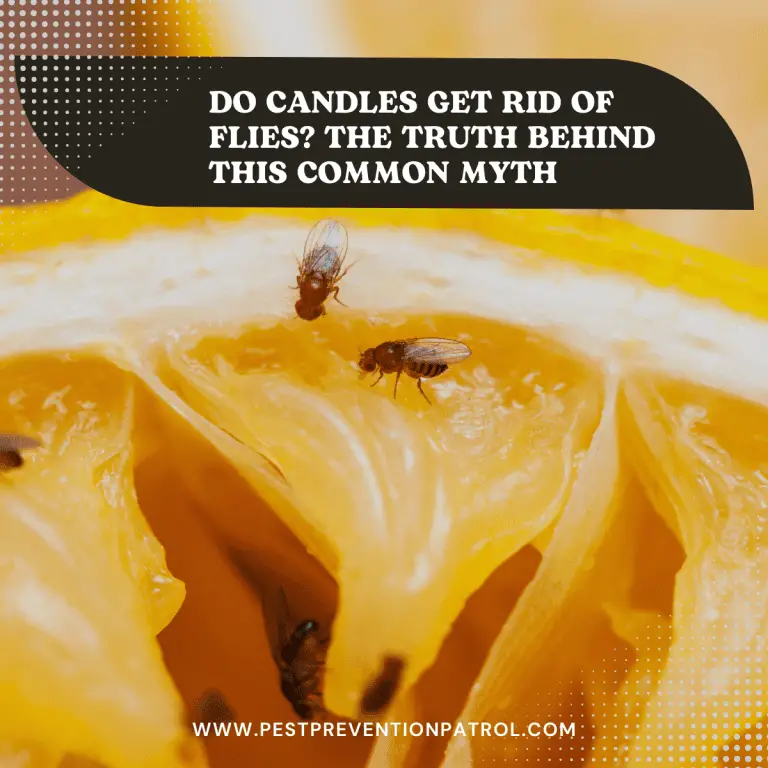 Do Candles Get Rid of Flies? The Truth Behind This Common Myth Pest