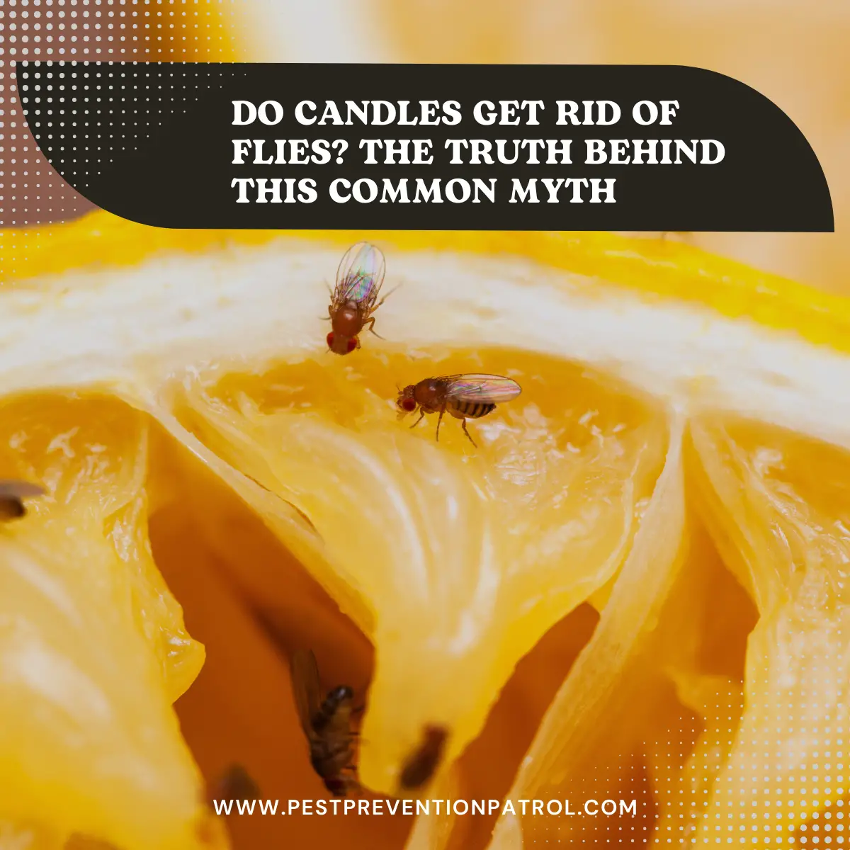 Do Candles Get Rid of Flies_ The Truth Behind This Common Myth