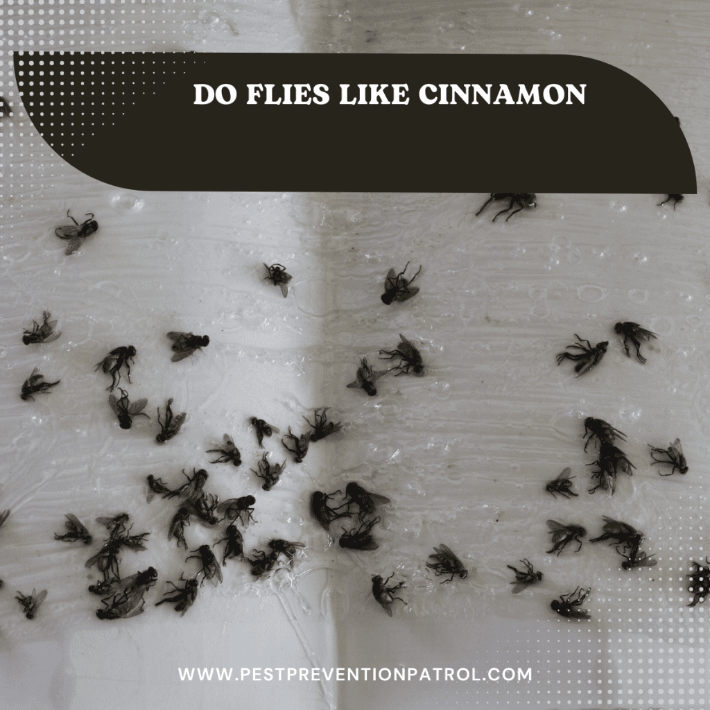 Do Flies Like Cinnamon Pest Prevention Patrol