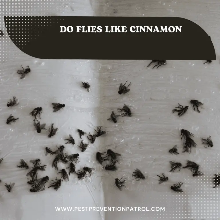 Do Flies Like Cinnamon Pest Prevention Patrol