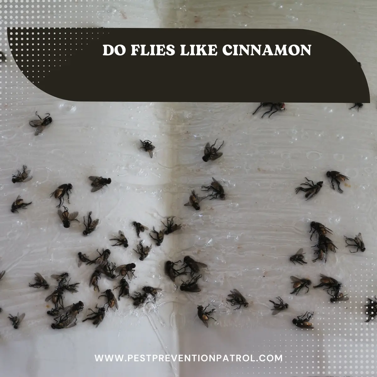 Do Flies Like Cinnamon