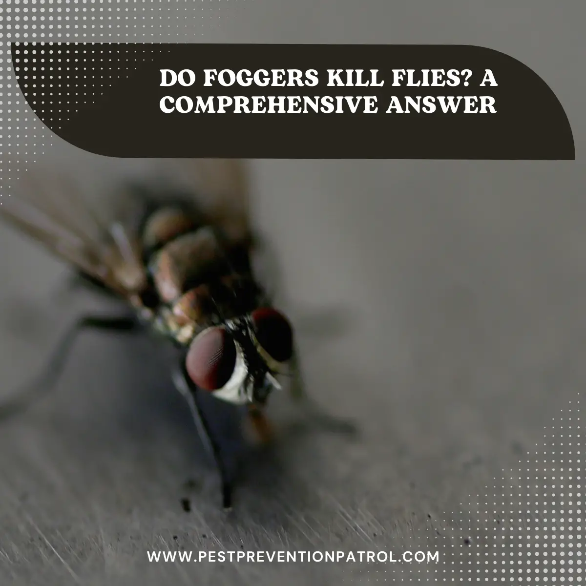 Do Foggers Kill Flies_ A Comprehensive Answer