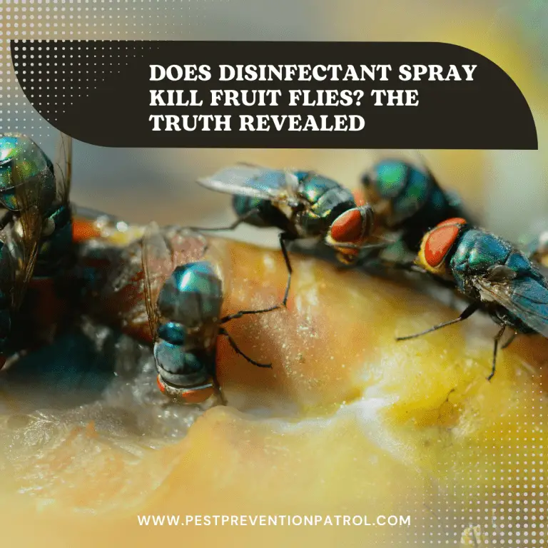 Does Disinfectant Spray Kill Fruit Flies? The Truth Revealed Pest