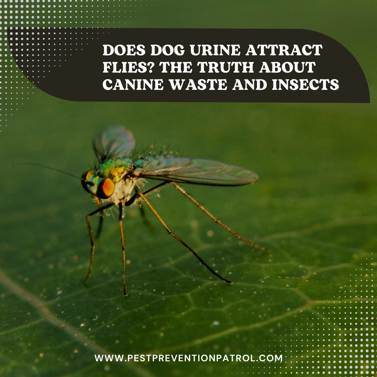 Does Dog Urine Attract Flies_ The Truth About Canine Waste and Insects