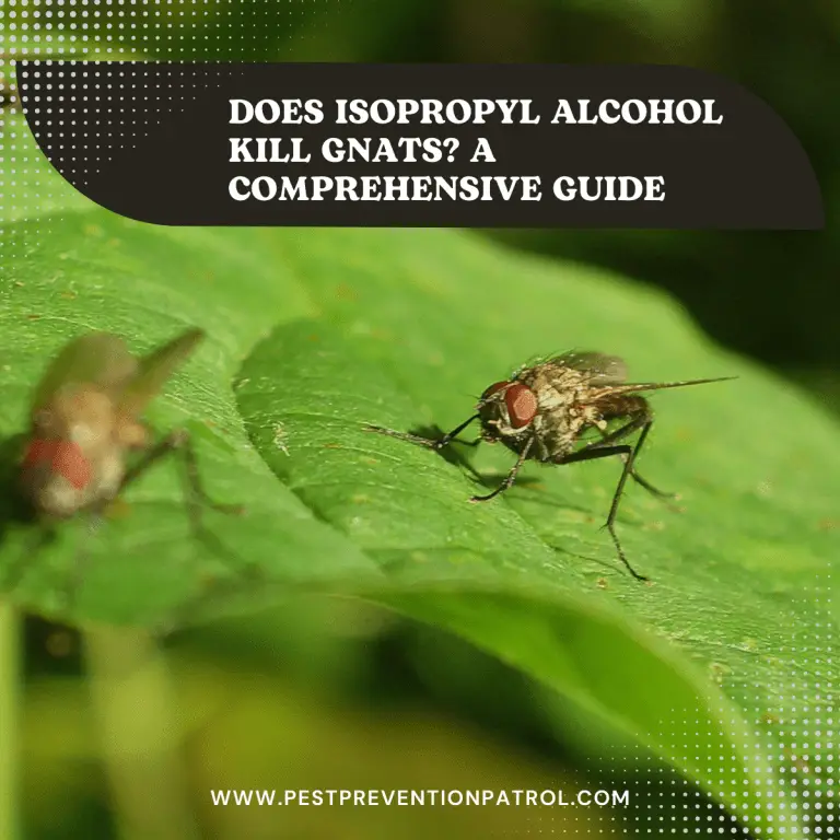 Does Isopropyl Alcohol Kill Gnats? A Comprehensive Guide Pest