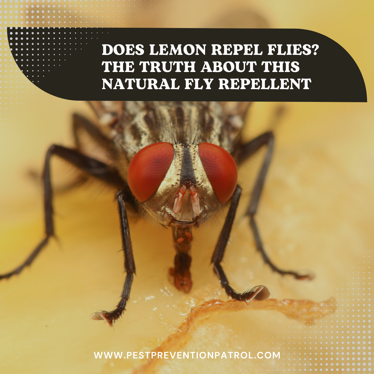 Does Lemon Repel Flies_ The Truth About This Natural Fly Repellent