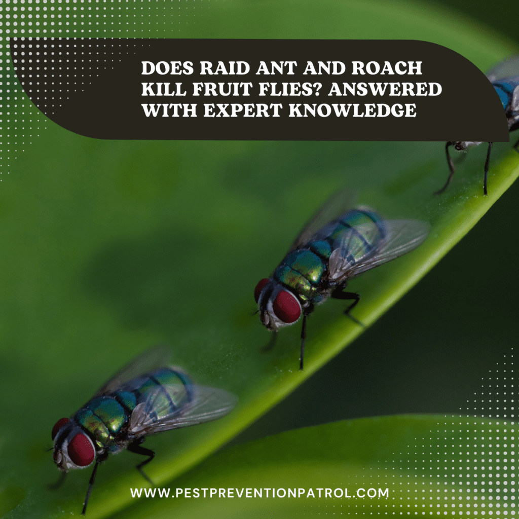 Does Raid Ant and Roach Kill Fruit Flies? Answered with Expert