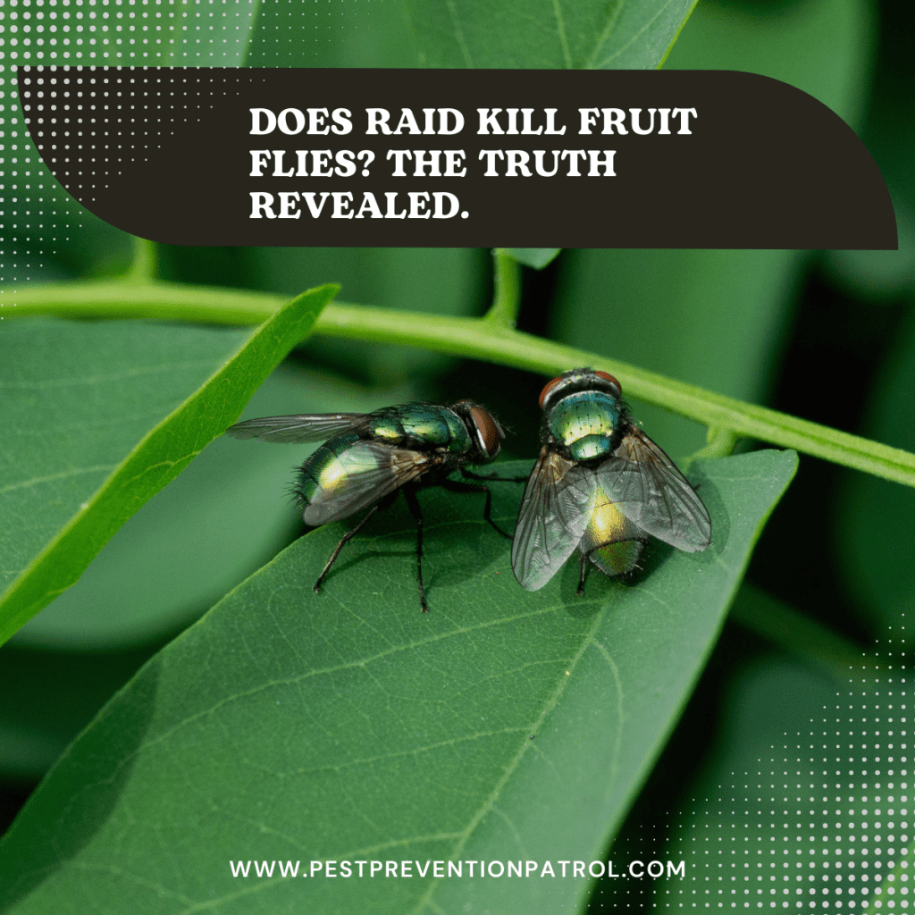 Does Raid Kill Fruit Flies? The Truth Revealed. Pest Prevention Patrol