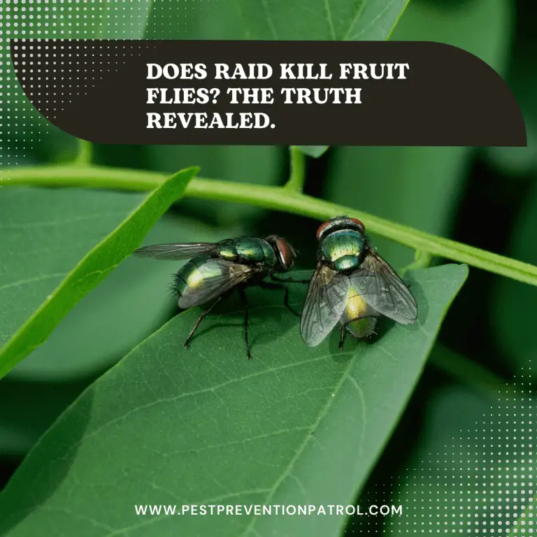 Does Raid Kill Fruit Flies? The Truth Revealed. Pest Prevention Patrol