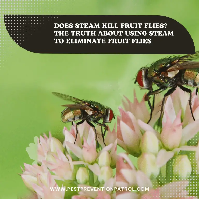 Does Steam Kill Fruit Flies? The Truth About Using Steam to Eliminate