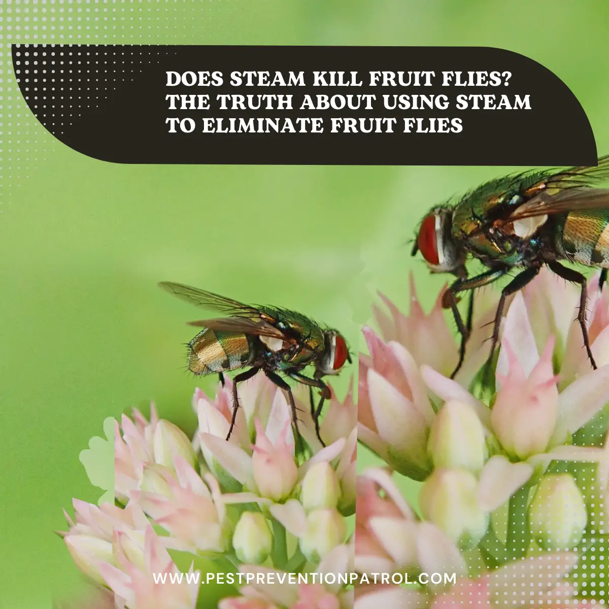 Does Steam Kill Fruit Flies_ The Truth About Using Steam to Eliminate Fruit Flies