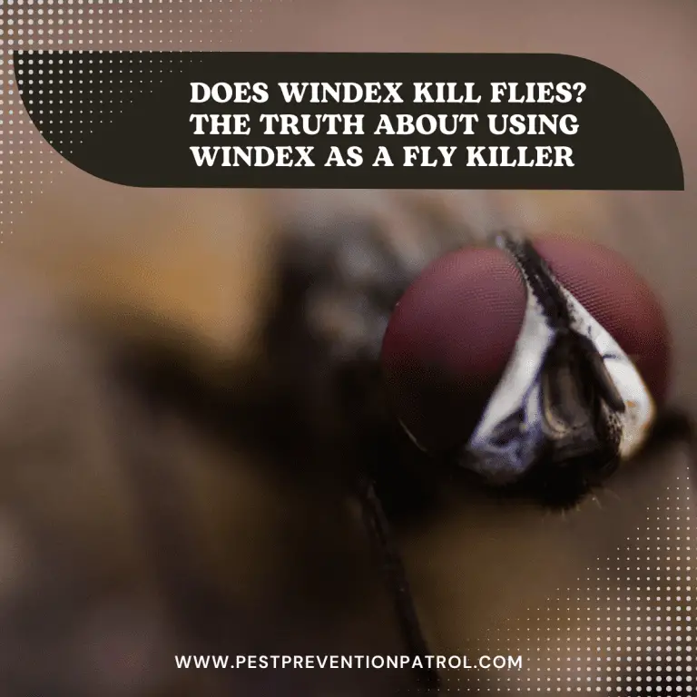 Does Windex Kill Flies? The Truth About Using Windex as a Fly Killer Pest Prevention Patrol