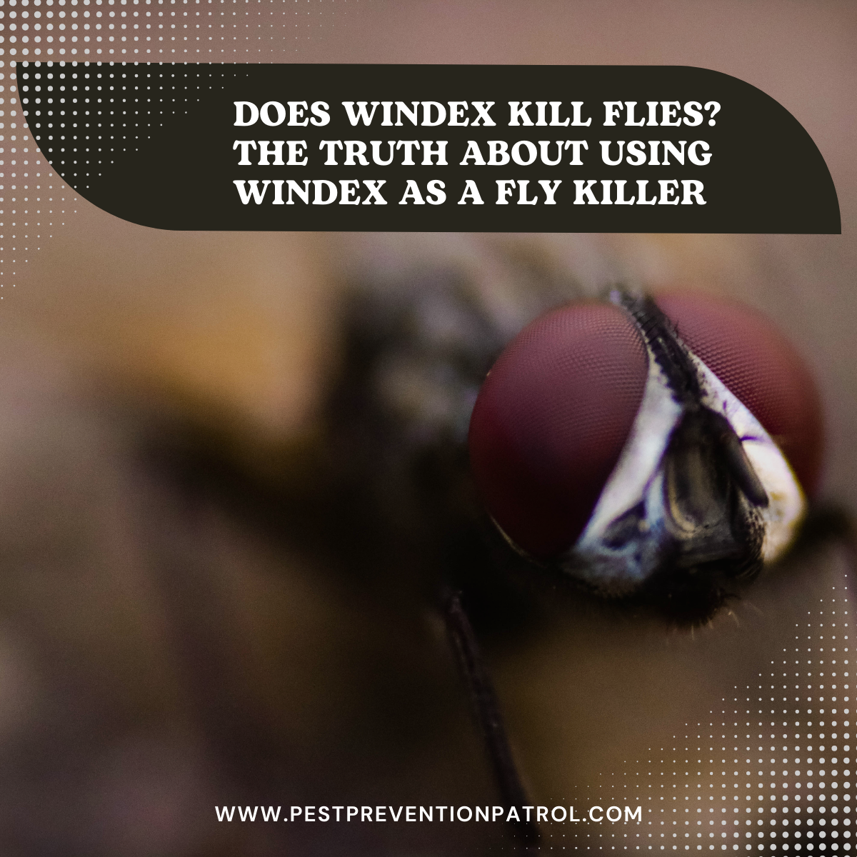 Does Windex Kill Flies_ The Truth About Using Windex as a Fly Killer