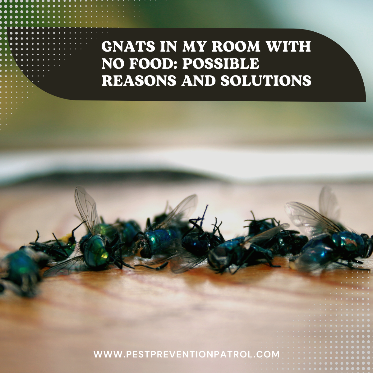 Gnats in My Room with No Food_ Possible Reasons and Solutions