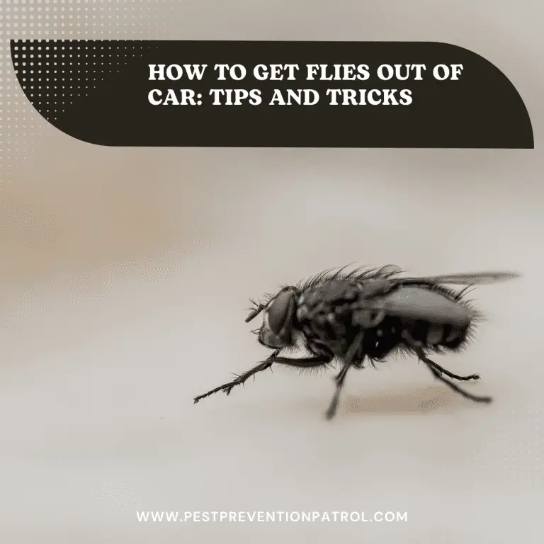 How to Get Flies Out of Car: Tips and Tricks - Pest Prevention Patrol