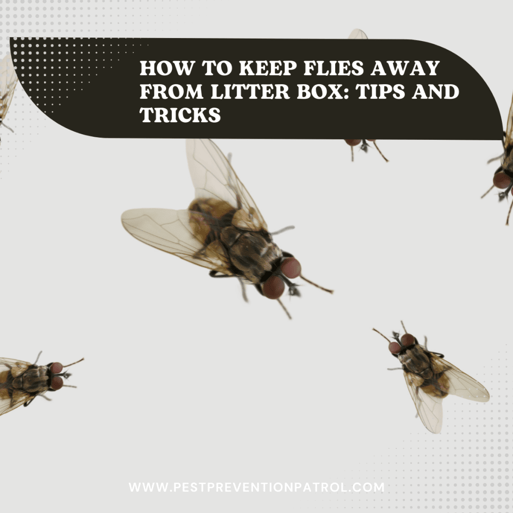 How to Keep Flies Away from Litter Box Tips and Tricks Pest