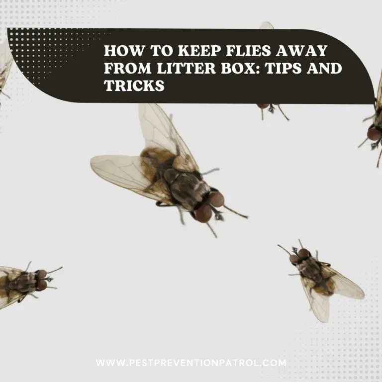 How to Keep Flies Away from Litter Box Tips and Tricks Pest