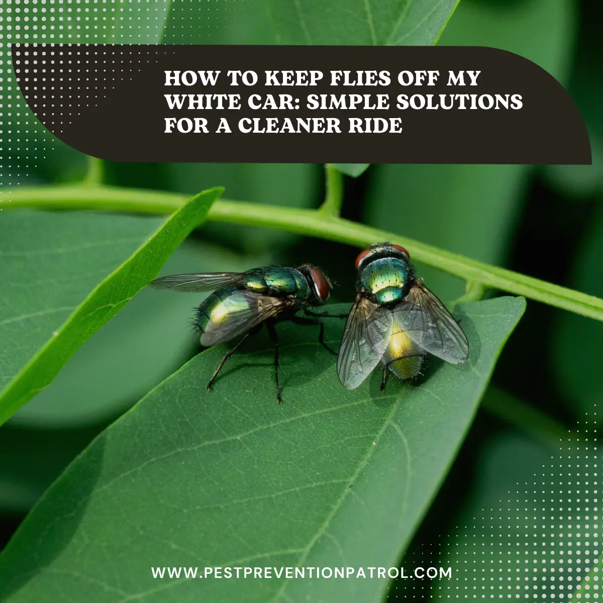 How to Keep Flies Off My White Car_ Simple Solutions for a Cleaner Ride