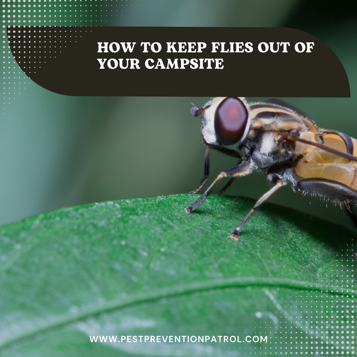 How to Keep Flies Out of Your Campsite