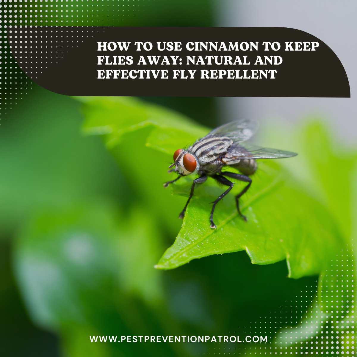 How to Use Cinnamon to Keep Flies Away_ Natural and Effective Fly Repellent