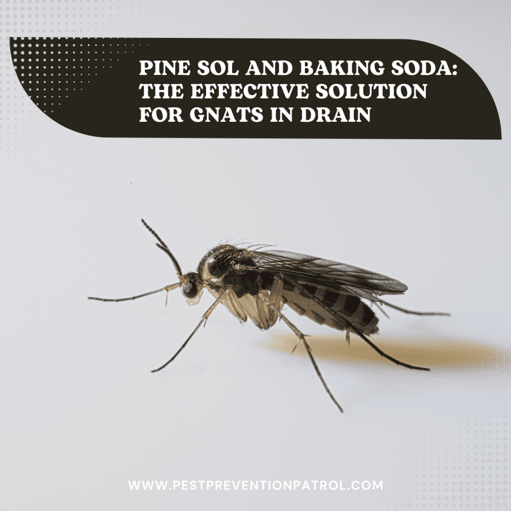 Pine Sol and Baking Soda The Effective Solution for Gnats in Drain Pest Prevention Patrol