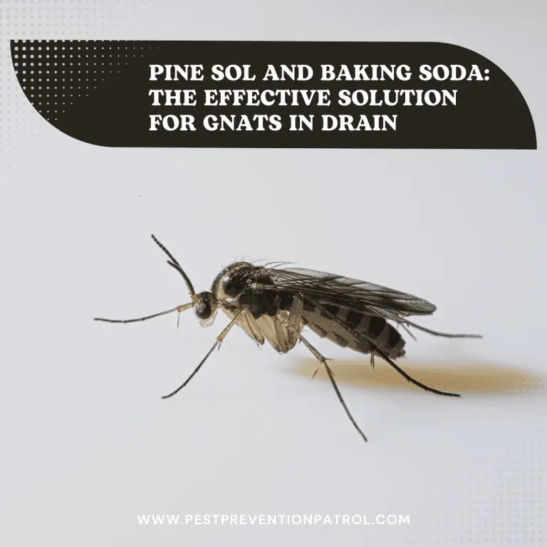 Pine Sol and Baking Soda The Effective Solution for Gnats in Drain
