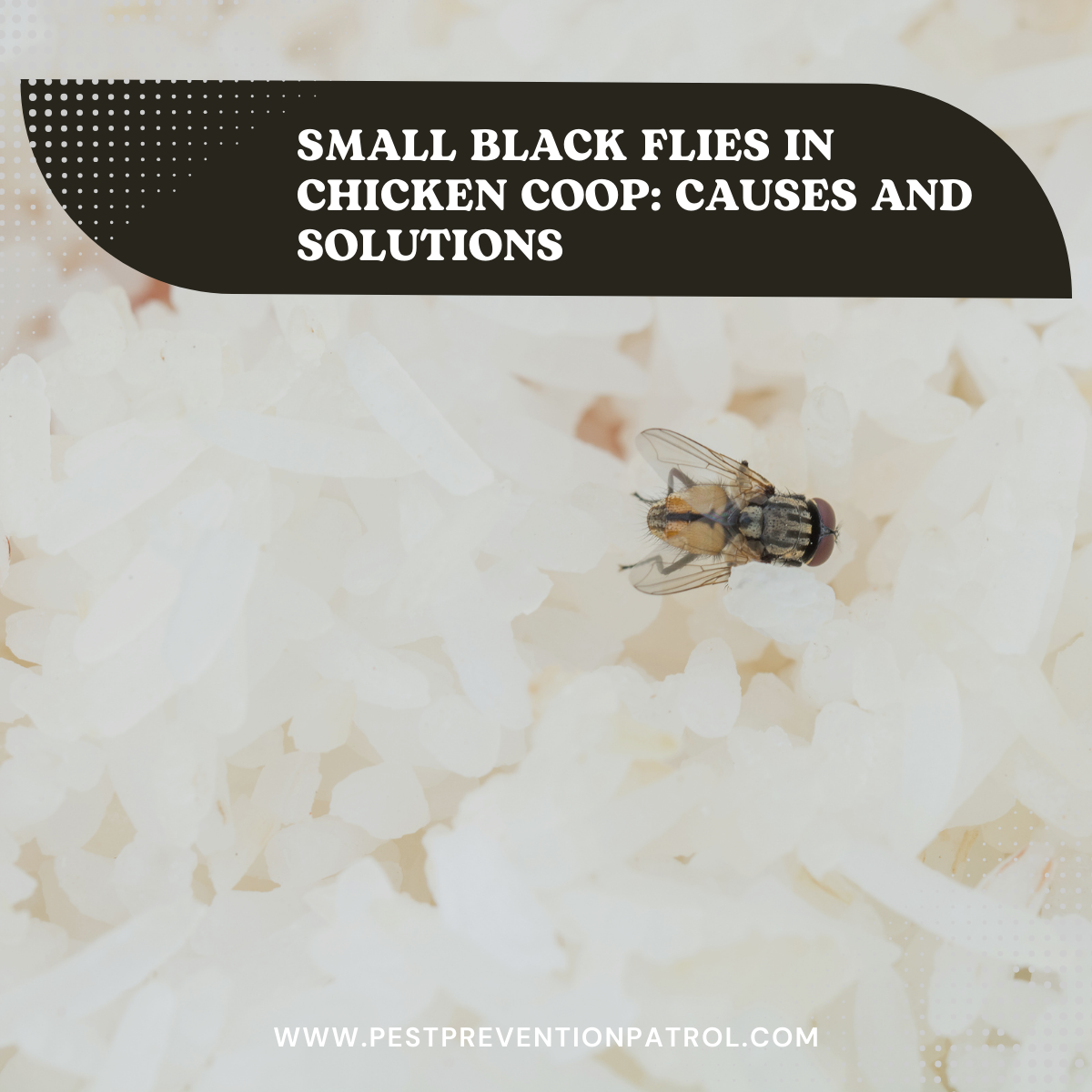Small Black Flies in Chicken Coop_ Causes and Solutions