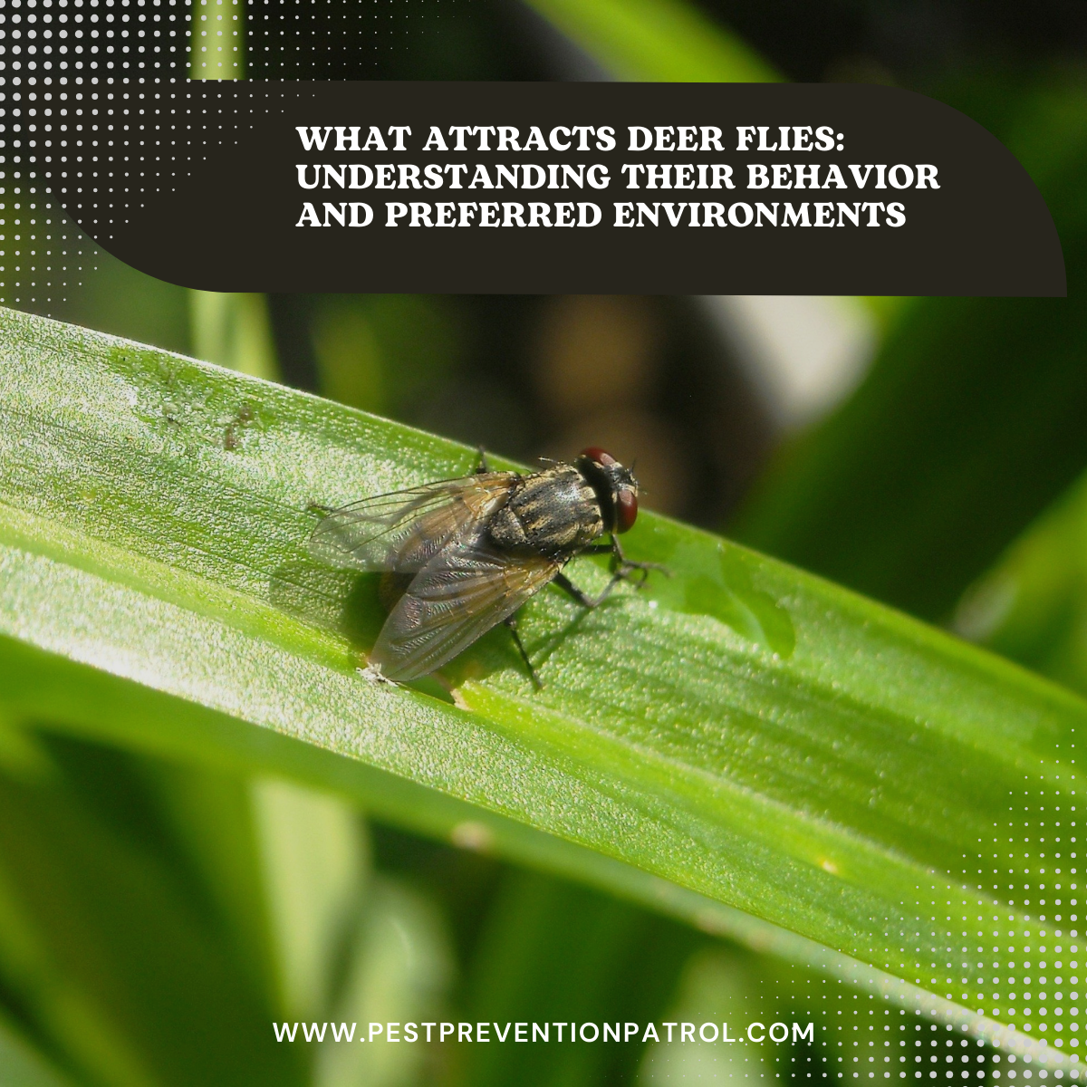 What Attracts Deer Flies_ Understanding Their Behavior and Preferred Environments