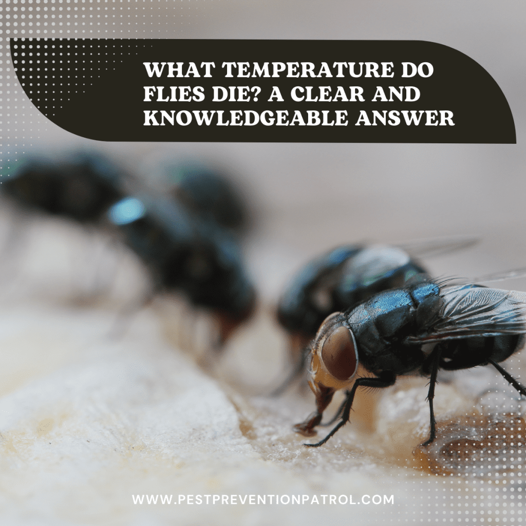 What Temperature Do Flies Die? A Clear and Knowledgeable Answer Pest