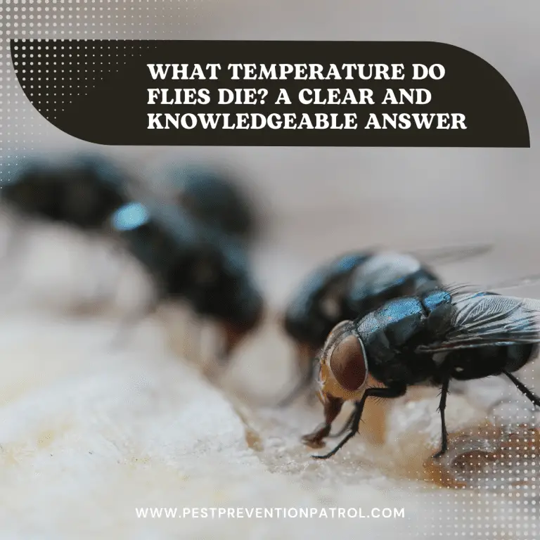What Temperature Do Flies Die? A Clear and Knowledgeable Answer Pest