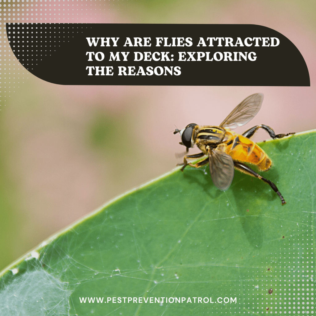 Why Are Flies Attracted to My Deck Exploring the Reasons Pest