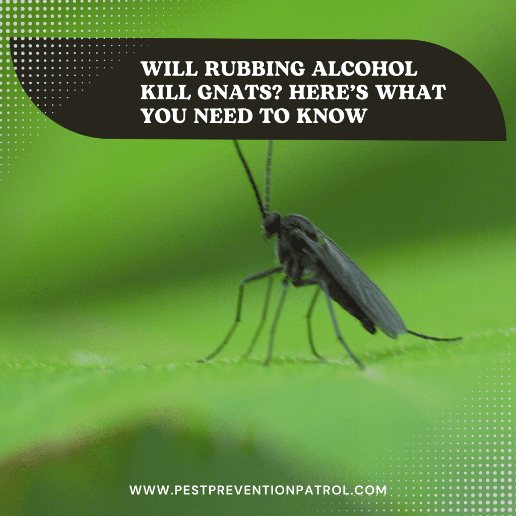 Will Rubbing Alcohol Kill Gnats? Here's What You Need to Know Pest Prevention Patrol